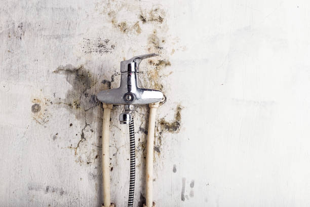 Best Certified Mold Removal  in Black Forest, CO