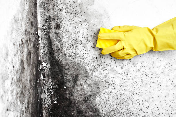 Best Certified Mold Removal  in Black Forest, CO