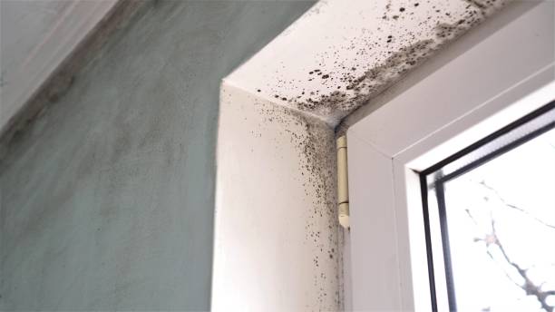 Best Fast Mold Removal  in Black Forest, CO