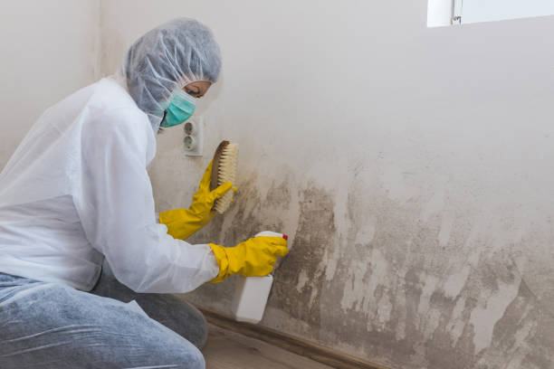 Mold Testing and Removal in Black Forest, CO