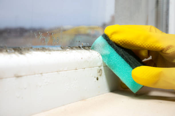 Best Residential Mold Removal  in Black Forest, CO