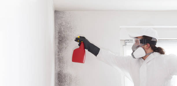 Best Professional Mold Removal  in Black Forest, CO