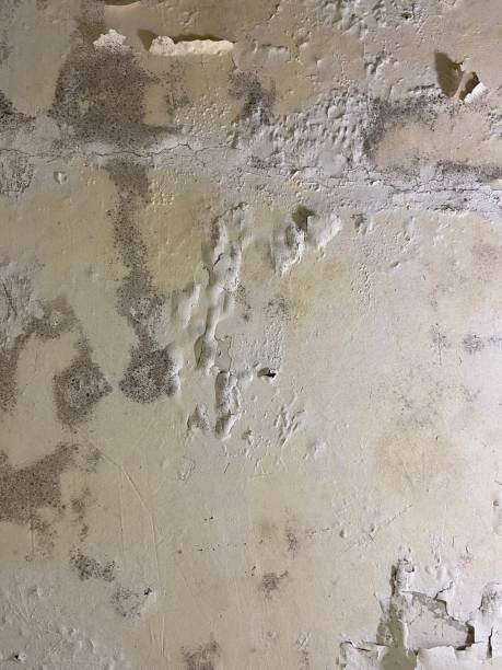 Best Mold Removal Company Near Me  in Black Forest, CO