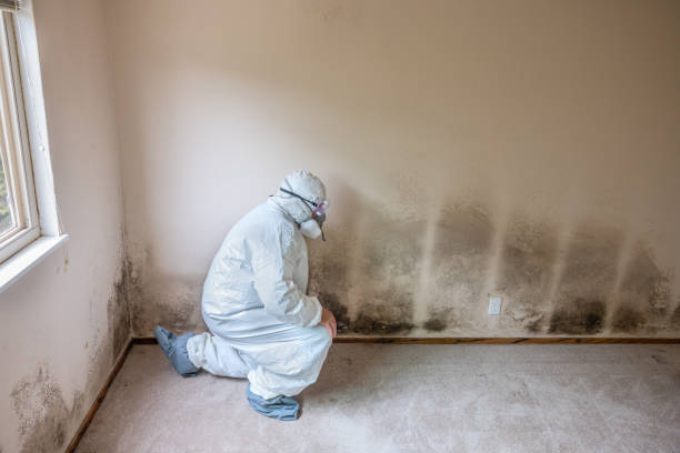 Best Commercial Mold Removal  in Black Forest, CO