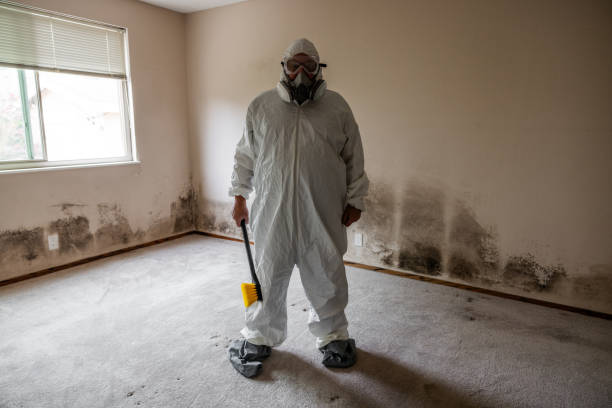 Best Office Mold Removal Services  in Black Forest, CO