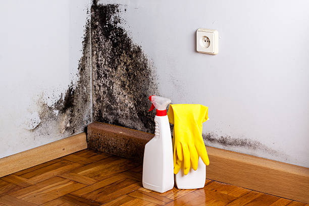 Mold Removal Process in Black Forest, CO