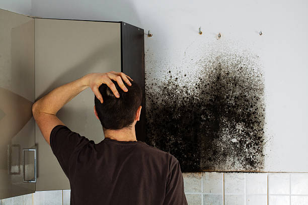 Best Mold Damage Repair  in Black Forest, CO