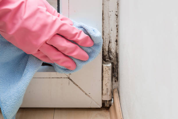 Best Attic Mold Removal  in Black Forest, CO