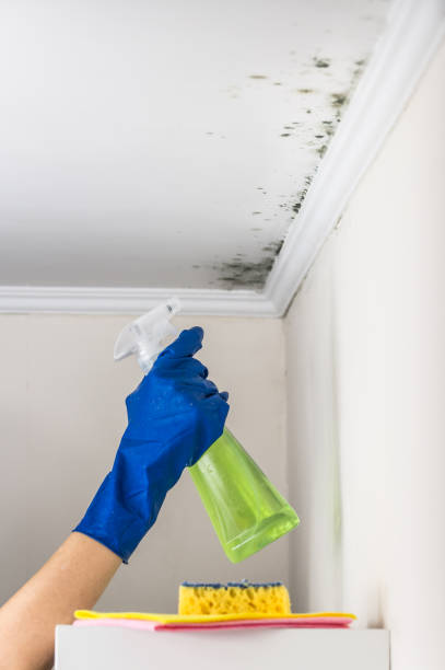 Best Black Mold Removal  in Black Forest, CO
