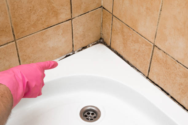 Best Mold Testing and Removal  in Black Forest, CO